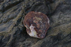 Pinctada margaritifera