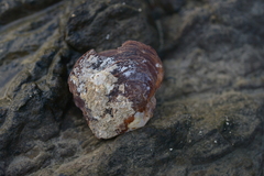 Pinctada margaritifera