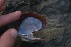 Pinctada margaritifera