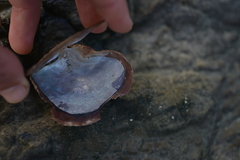 Pinctada margaritifera