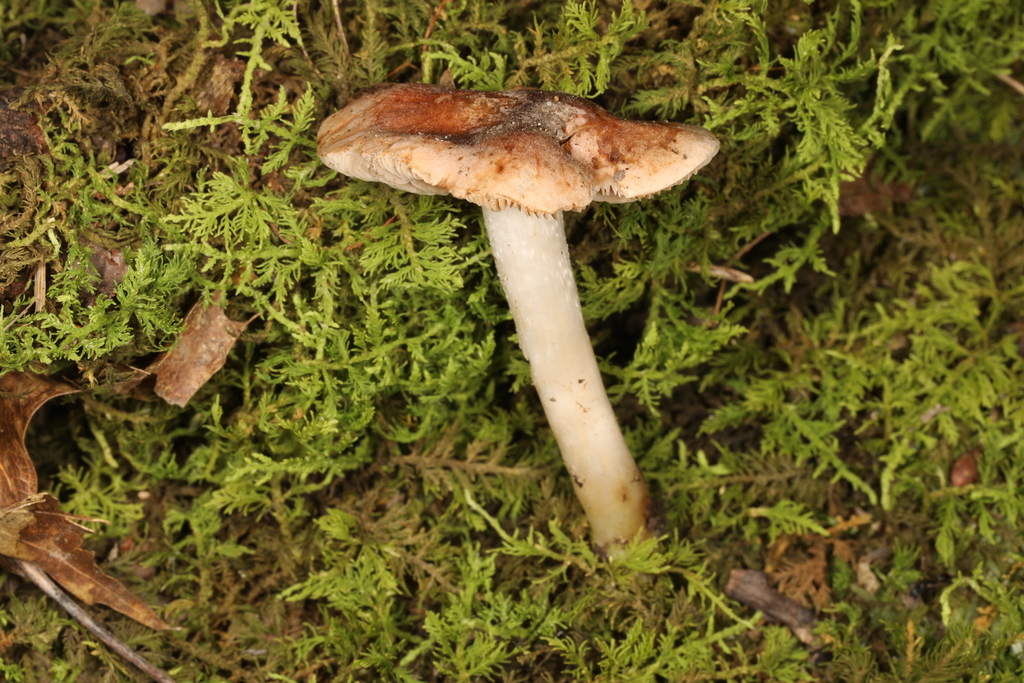 Hebeloma sp. 'IN04'