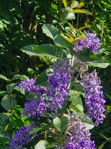 Petrea volubilis iNat (1)