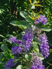 Petrea volubilis