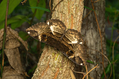 Erebus terminitincta