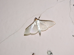 Cydalima laticostalis