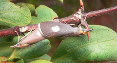 Episindris albimaculalis