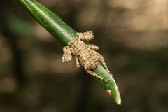 Stephanopis altifrons