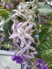 Petrea volubilis