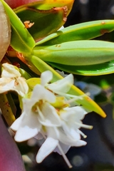 Veronica rigidula rigidula