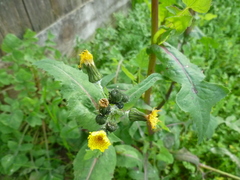 Sonchus oleraceus
