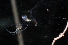 Prosoponoides sinense