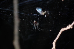 Prosoponoides sinense