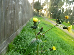 Sonchus oleraceus