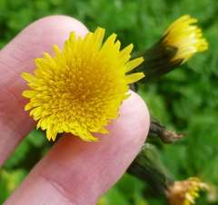 Sonchus oleraceus