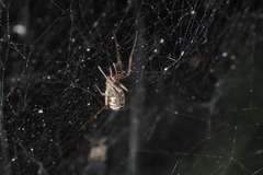 Prosoponoides sinense