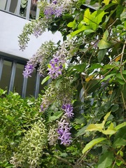 Petrea volubilis