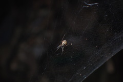 Prosoponoides sinense