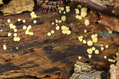 Trichoderma chlorosporum
