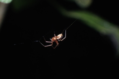 Prosoponoides sinense