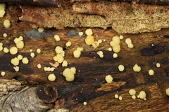 Trichoderma chlorosporum