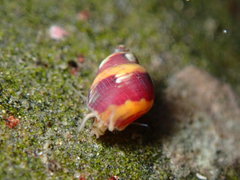 Phasianellidae