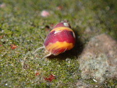 Phasianellidae