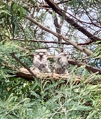 Podargus strigoides strigoides