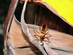 Castolus plagiaticollis