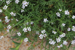 Cakile maritima maritima