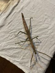 Cladomorphus phyllinus