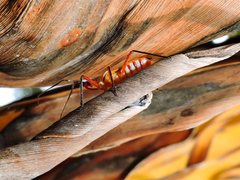 Castolus plagiaticollis