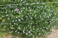 Cakile maritima maritima