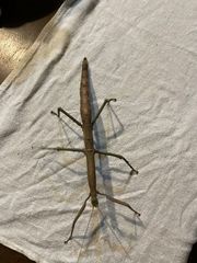 Cladomorphus phyllinus