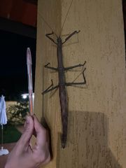 Cladomorphus phyllinus