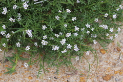 Cakile maritima maritima
