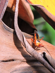 Castolus plagiaticollis