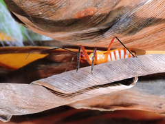 Castolus plagiaticollis