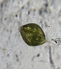Lepocinclis spirogyra