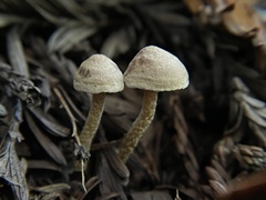 Pseudobaeospora stevensii