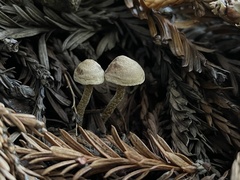 Pseudobaeospora stevensii
