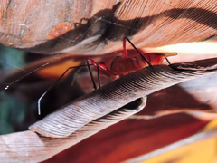 Castolus plagiaticollis