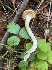 Cuphophyllus lawrencei