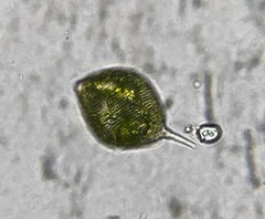 Lepocinclis spirogyra