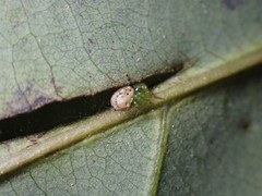 Lysiteles