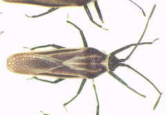 Epimixia vulturna