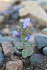 Dracocephalum foetidum