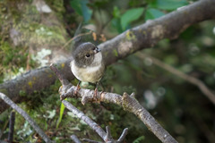 Petroica macrocephala toitoi