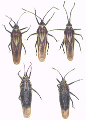 Epimixia vulturna