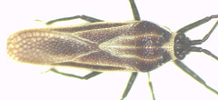 Epimixia vulturna