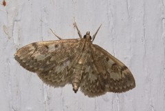 Anania coronata